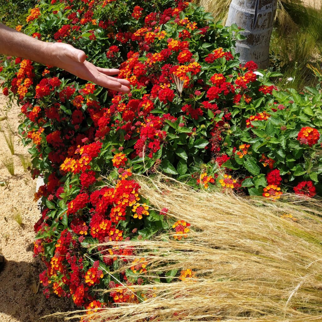Detalle cautivador de plantas mediterráneas y flores naranjas, presentado en la prestigiosa revista El Mueble. Una visión cercana de la elegancia natural que inspira, capturada con en nuestro diseño paisajístico.