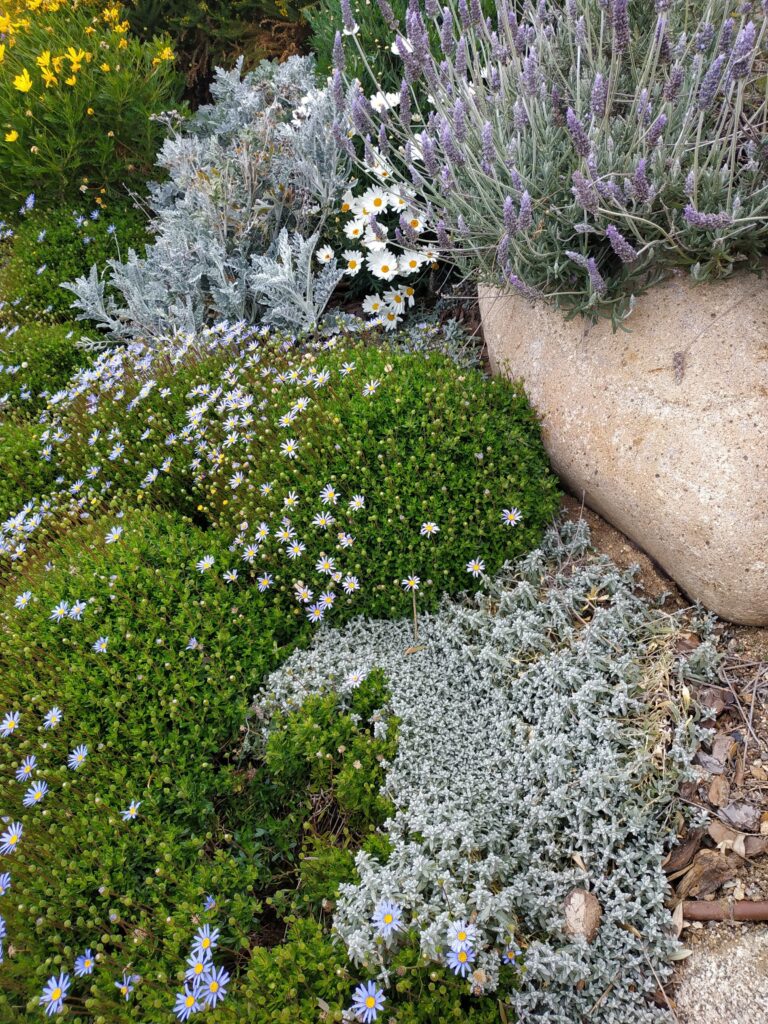 Detalle cautivador de plantas mediterráneas y flores blancas, presentado en la prestigiosa revista El Mueble. Una visión cercana de la elegancia natural que inspira, capturada con en nuestro diseño paisajístico.