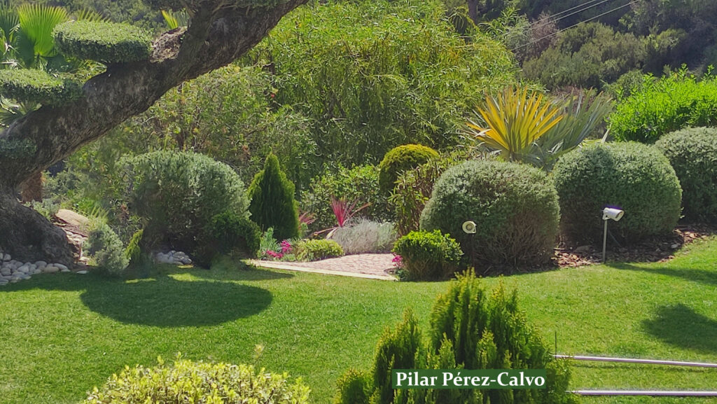 Un fragmento sereno de nuestro paisajismo mediterráneo, capturando la belleza del césped, plantas autóctonas y un impresionante bonsái de olivo. Una armoniosa mezcla que refleja la esencia de la naturaleza y la creatividad paisajística.